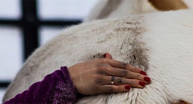 Horse Massage Therapist Horse Training Classes Bucking The Sun Equine Erika